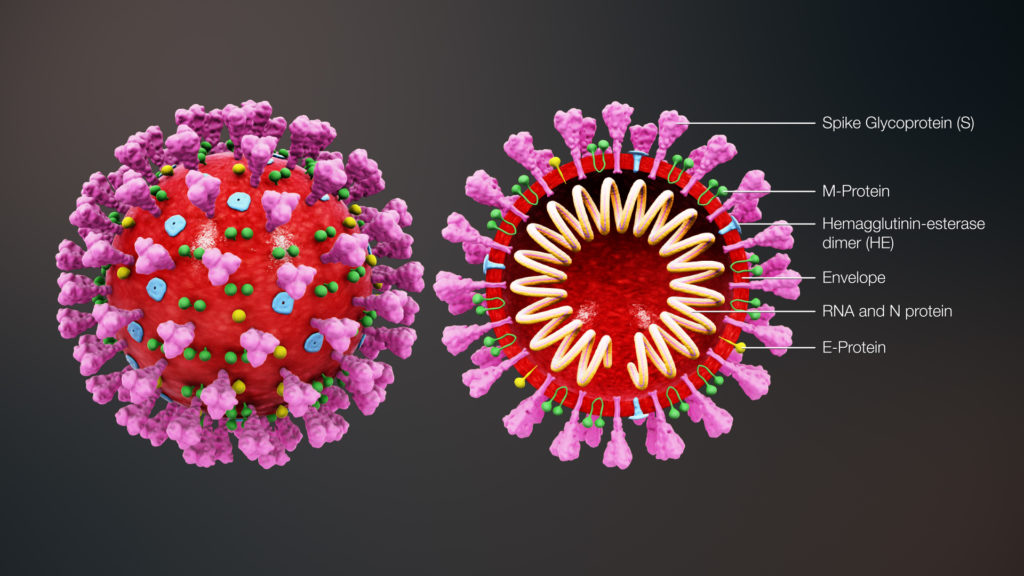 3D medical animation still shot showing the structure of a coronavirus